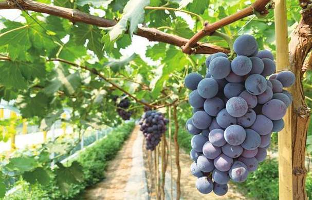 揭秘宝光葡萄在江苏徐州的引种和栽培秘籍
