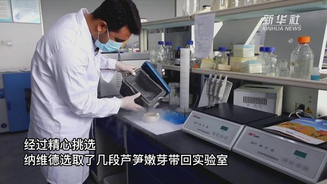 省农业科学院的博士后,他每隔一段时间都要到济阳的这片芦笋试验田